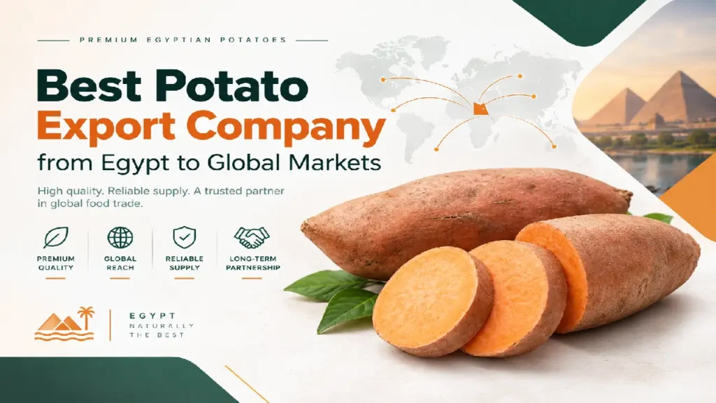 Best Potato Export Company from Egypt to Global Markets